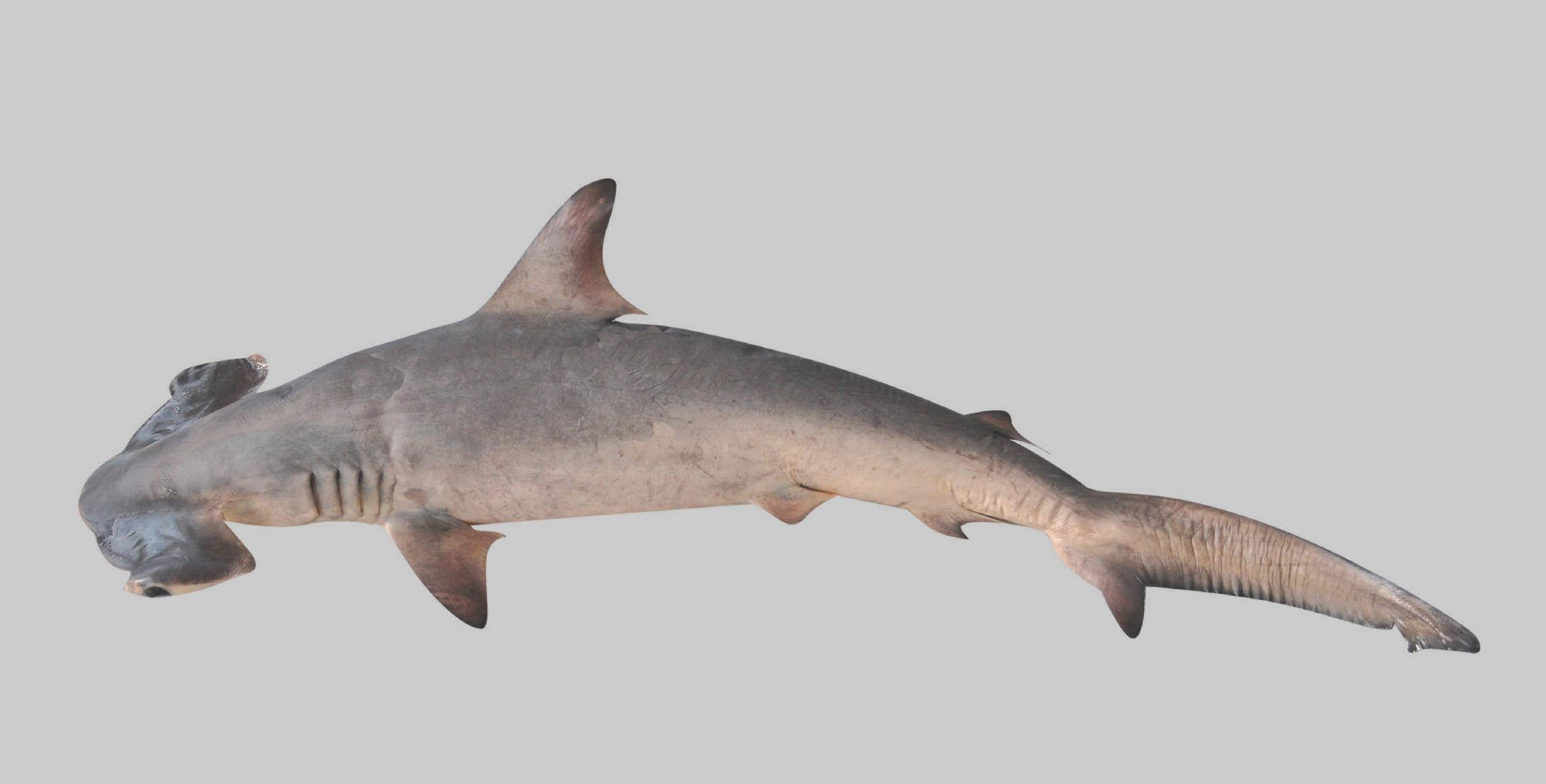 渤海的异形——平双髻鲨(锤头双髻鲨) - 哔哩哔哩